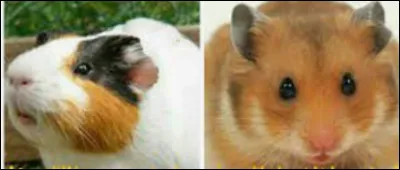 Le cochon d'Inde et le hamster !
Où est le cochon d'Inde ?