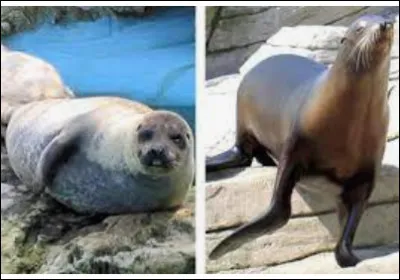 Le phoque et l'otarie !
Où est l'otarie ?