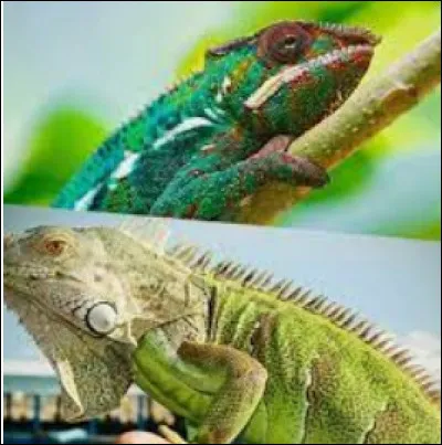 Le caméléon et l'iguane !
Où est l'iguane ?