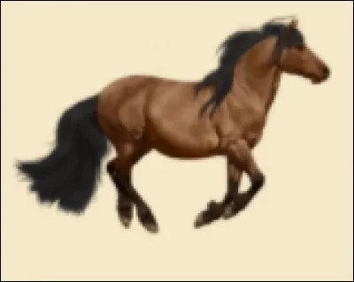 Quelle est cette race ?