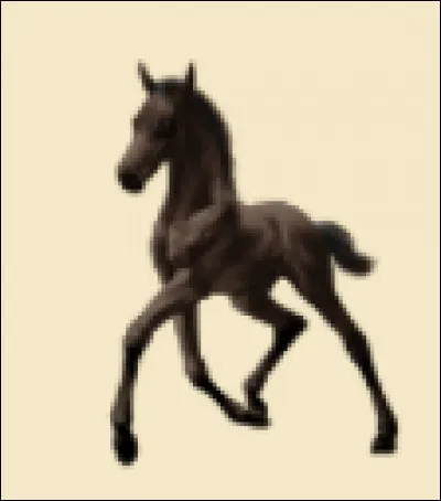 Ce petit poulain est issu de quelle race à ton avis ?