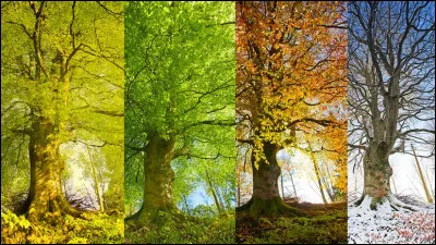 Ta saison pr&eacute;f&eacute;r&eacute;e est :