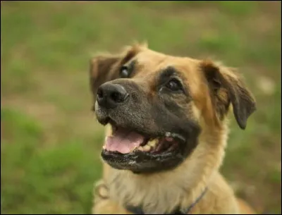 Que voyez-vous ? (Chien)