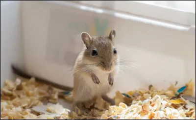 Que voyez-vous ? (Gerbille)