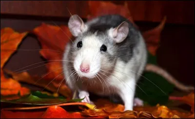 Que voyez-vous ? (Rat)