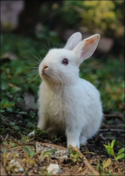 Que voyez-vous ? (Lapin)