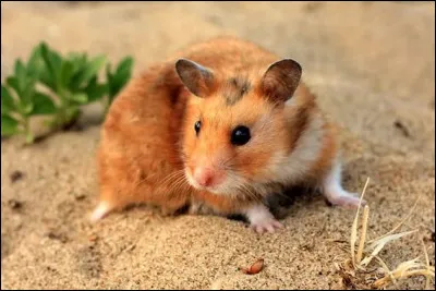 Que voyez-vous ? (Hamster)