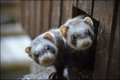 Que voyez-vous ? (Furet)