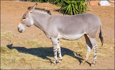 Quel animal naît de l'accouplement d'une ânesse et d'un cheval ?