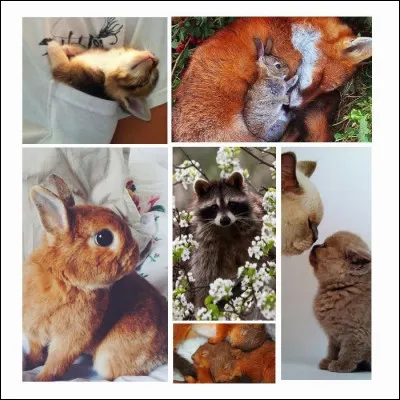 Quels sont vos animaux préférés ?