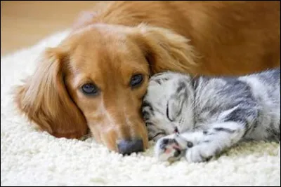 Es-tu indépendant ?