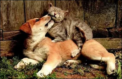 T'attaches-tu souvent aux gens ?