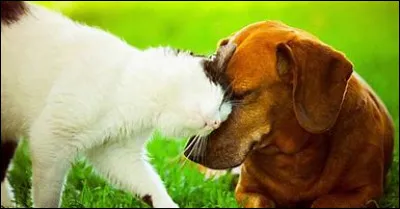 Que fais-tu si tu es face à un danger ?