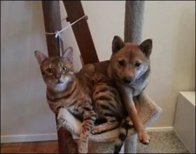 Quel animal préfères-tu ici ?