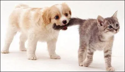 Quelle caractéristique te correspond le mieux ?