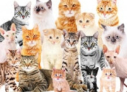 Test Quelle race de chats es-tu ?