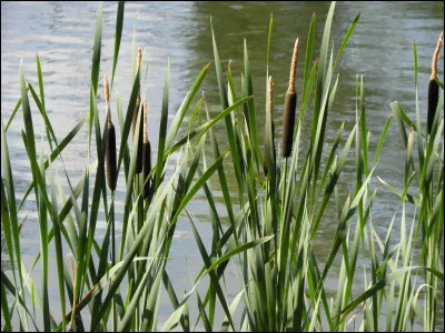 Plante aquatique aussi appelée ''quenouille, massette '' :