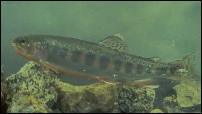 Jeune saumon de moins de trois ans :