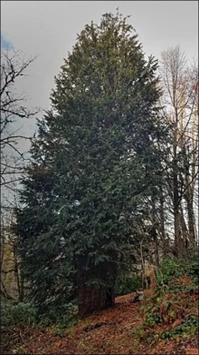 Nom savant de l'if :