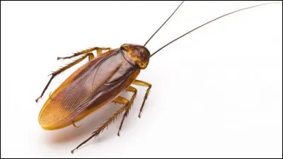 Un cafard peut vivre en moyenne 2 jours sans sa tête.