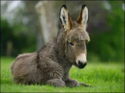 Quel animal est l'homme pour l'homme dans "La Comédie des ânes" de Plaute ?