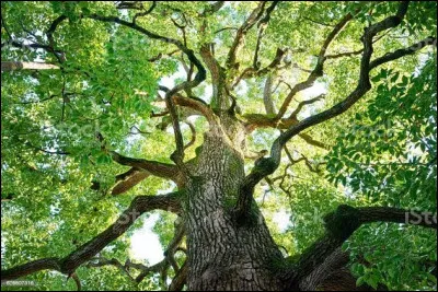 Quelle plante préfères-tu ?