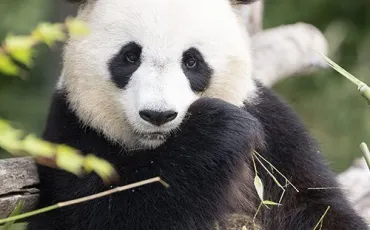 Quiz Animaux