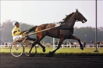 De quelle discipline s'agit-il ?