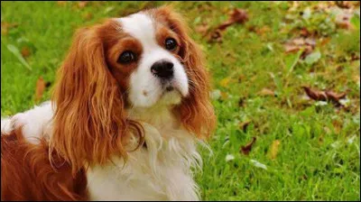 Quelle est cette race de chien ?