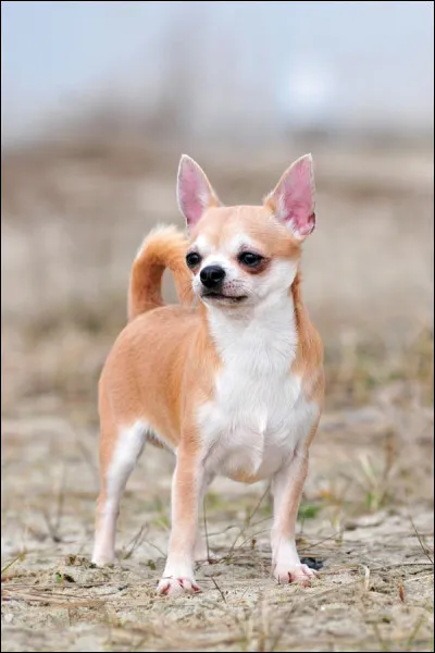 Quelle est cette race de chien ?