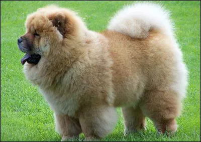 Quelle est cette race de chien ?