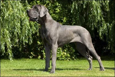 Quelle est cette race de chien ?