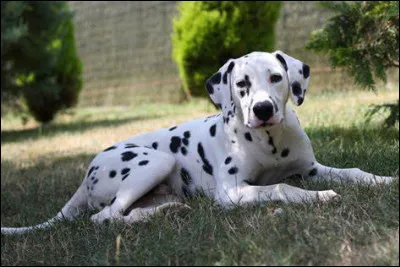 Quelle est cette race de chien ?