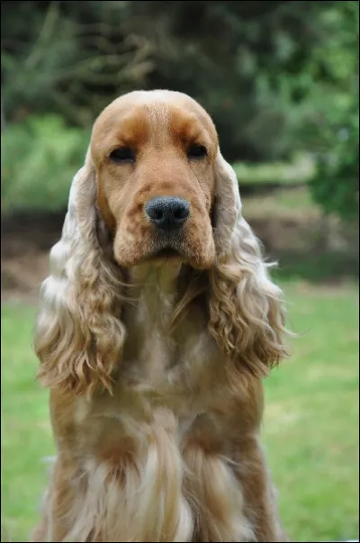 Quelle est cette race de chien ?