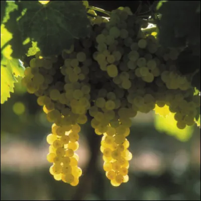 C&eacute;pages de raisin blanc d�Italie :