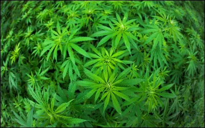 « Salut les jeunes, un important message de votre oncle Billy, n'achetez pas de drogues... Devenez une rockstar on vous la refilera gratuitement. »