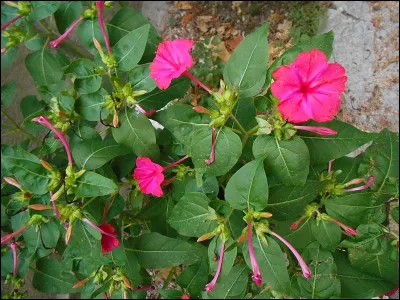 Quel livre de Joseph Kessel est sorti en 1928 ?