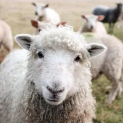 Comment dit-on "mouton" en anglais ?