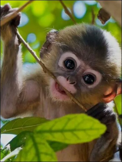 Comment dit-on "singe" en anglais ?