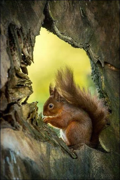 Comment dit-on "écureuil" en anglais ?