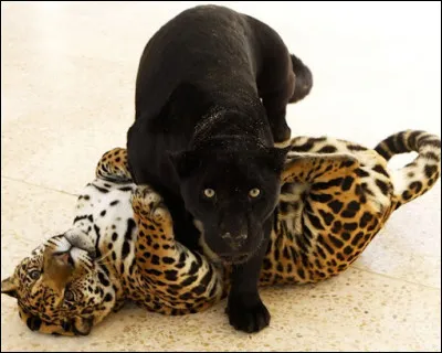 Comment dit-on "panthère" en anglais ?