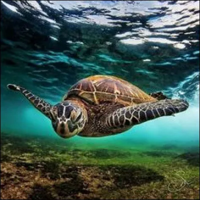 Comment dit-on "tortue" en anglais ?