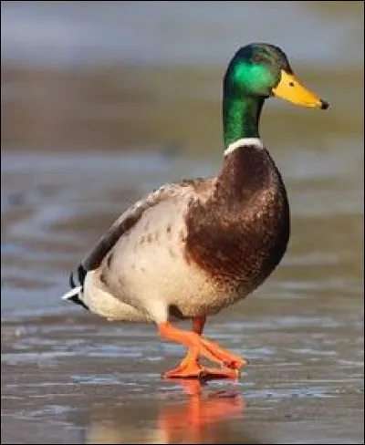 Comment dit-on "canard" en anglais ?