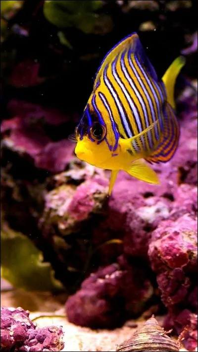 Comment dit-on "poisson" en anglais ?