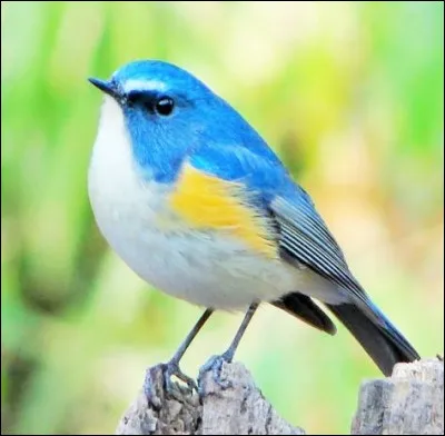 Comment dit-on "oiseau" en anglais ?