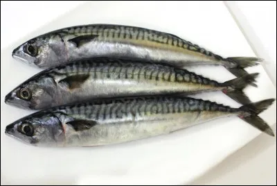 Maquereau : quel est le nom de son bébé ?