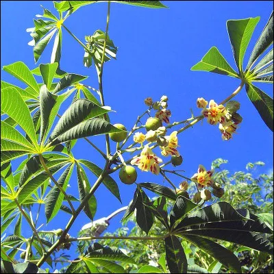 Manioc : c'est un arbuste d'où est issu le tapioca, avec quelle partie de l'arbuste est-il fabriqué ?