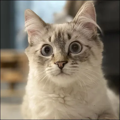 Ton animal préféré est :