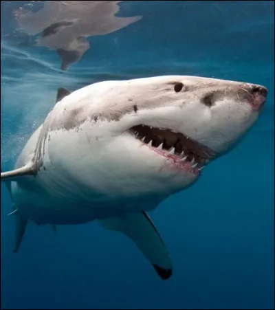 À qui, cette image évoquant un film ou un rôle, est-elle associée ?