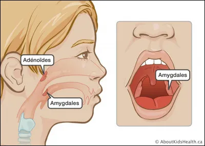 Quel terme est à l'origine du mot "amygdale" ?